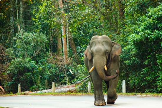 Khao Yai National Park