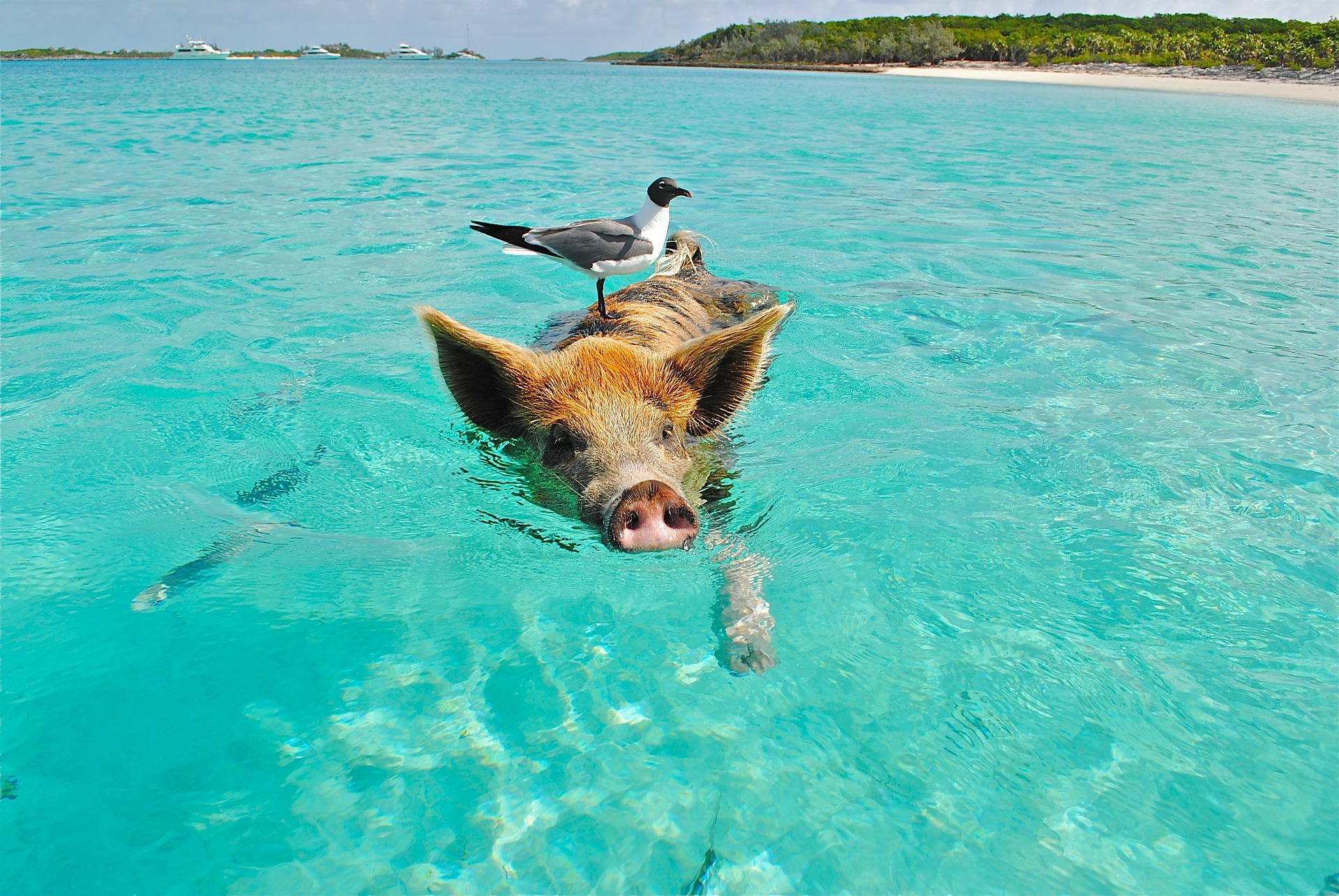 Pig Beach Bahamas